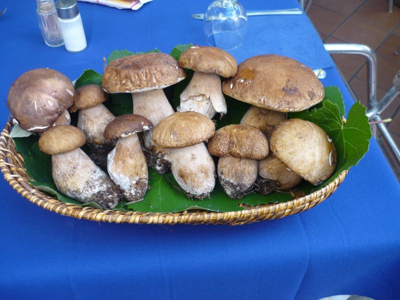 Porcini di stagione